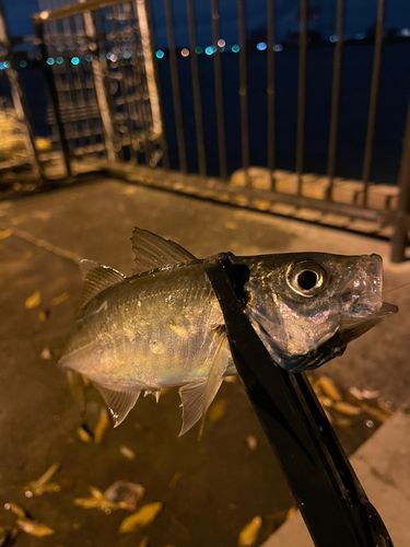 マアジの釣果