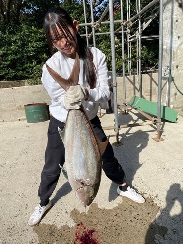 ヒレナガカンパチの釣果