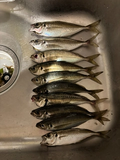 アジの釣果