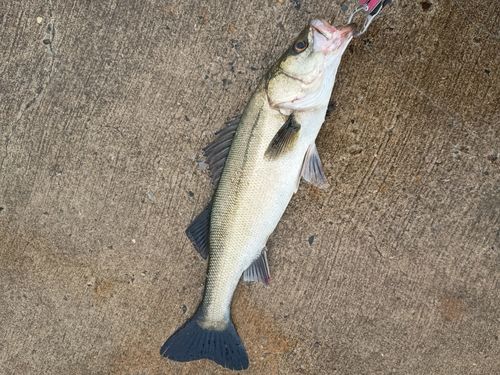 スズキの釣果