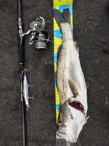 シーバスの釣果