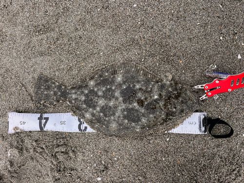 ヒラメの釣果