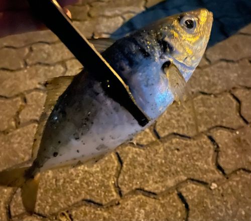マアジの釣果