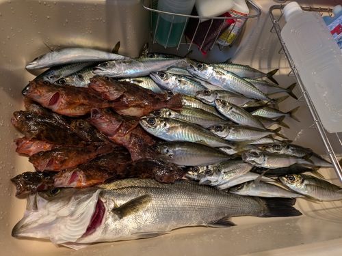 アジの釣果