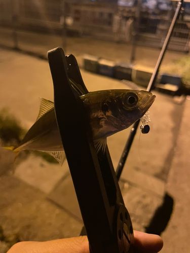 マアジの釣果