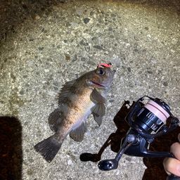 アカメバル