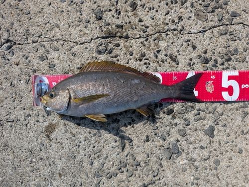 イサキの釣果