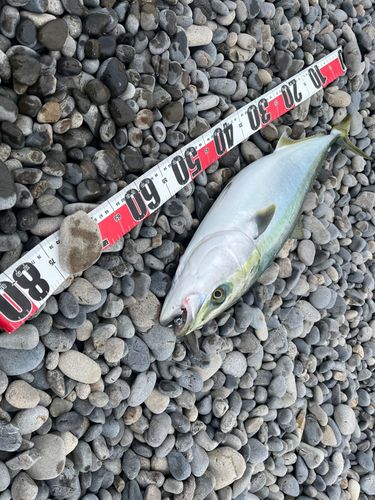 メジロの釣果