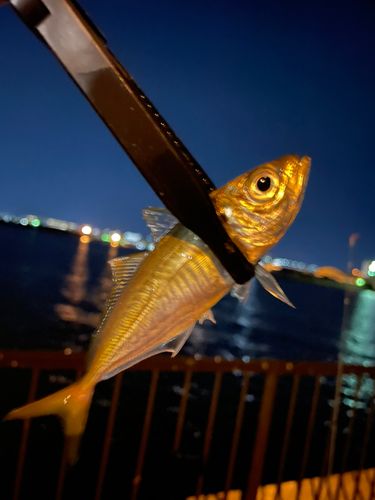 マアジの釣果