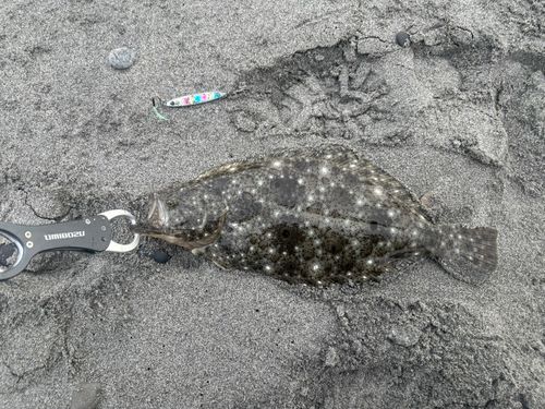 ソゲの釣果