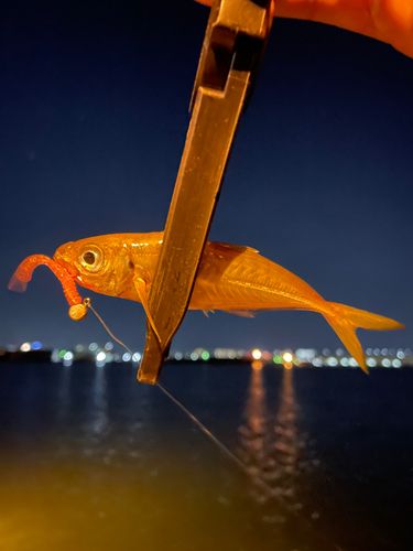 マアジの釣果