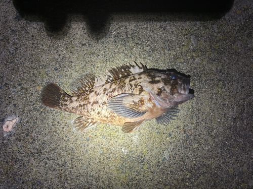 オウゴンムラソイの釣果