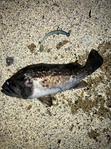 ソイの釣果