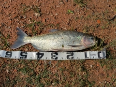 釣果