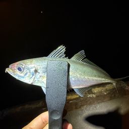 アジ