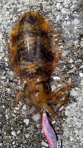 アオリイカの釣果