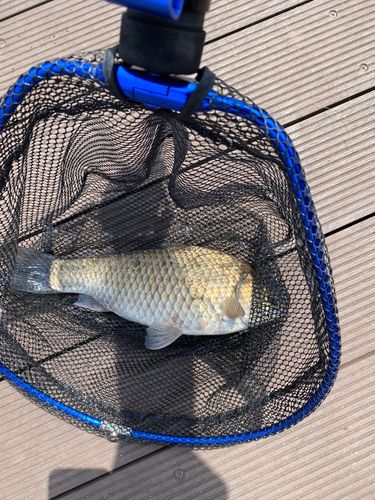 ヘラブナの釣果