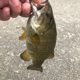 スモールマウスバス