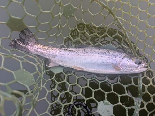 ニジマスの釣果