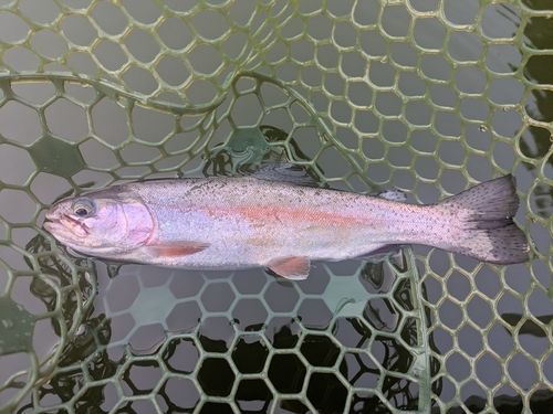 ニジマスの釣果