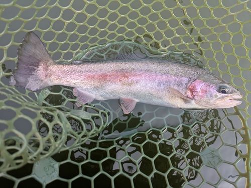 ホウライマスの釣果