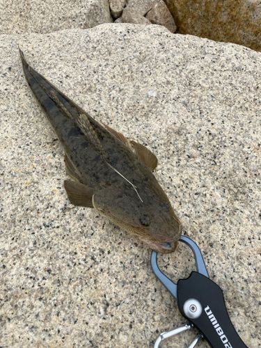 マゴチの釣果