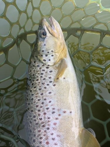 ブラウントラウトの釣果