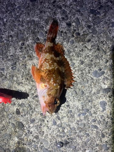 カサゴの釣果