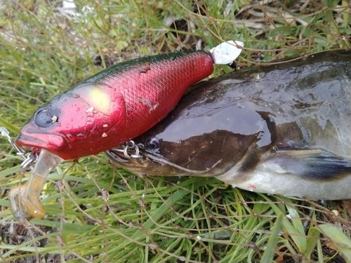 マナマズの釣果