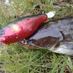 マナマズ