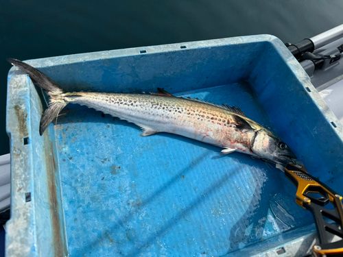 サゴシの釣果
