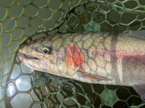 ホウライマスの釣果