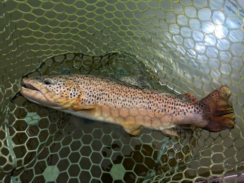 ブラウントラウトの釣果
