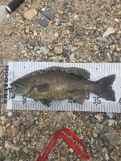 スモールマウスバスの釣果