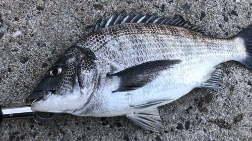 チヌの釣果