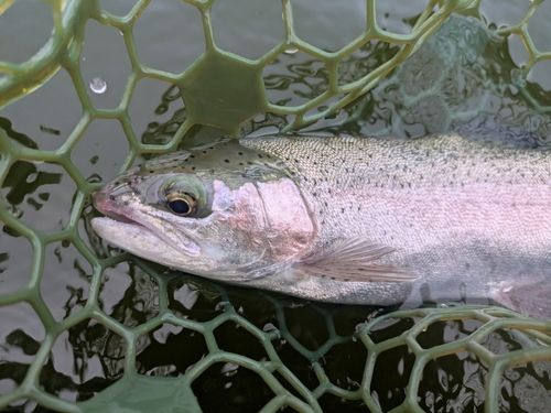 ニジマスの釣果