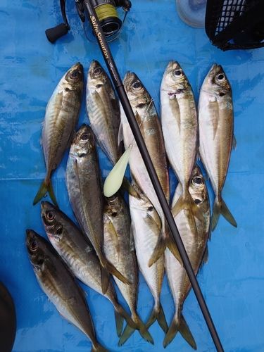 マアジの釣果