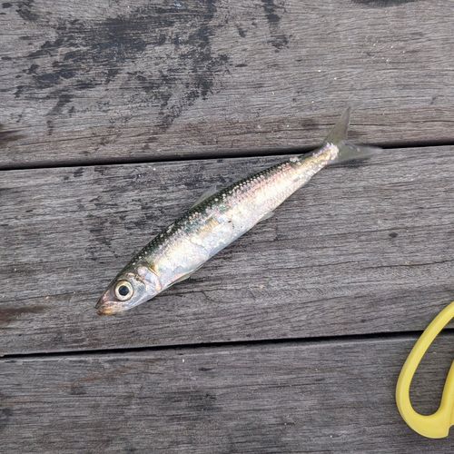 ウルメイワシの釣果