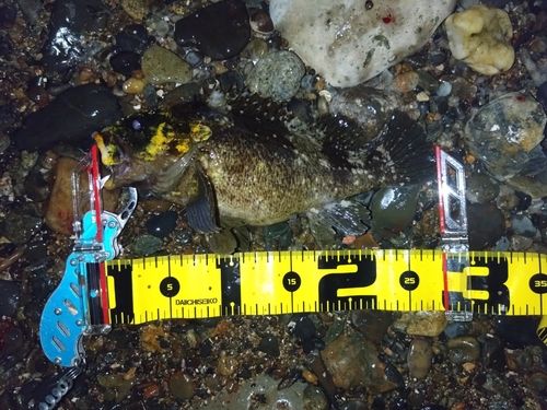 ムラソイの釣果