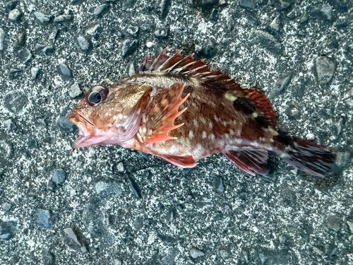 カサゴの釣果