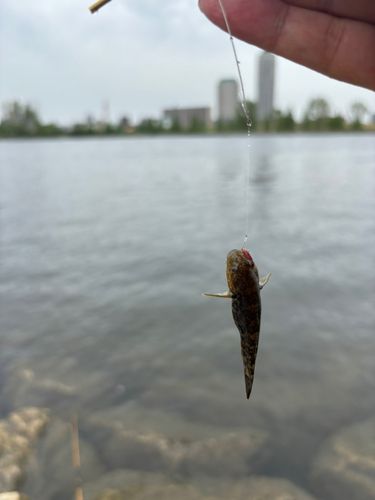 シモフリシマハゼの釣果
