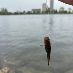 シモフリシマハゼ