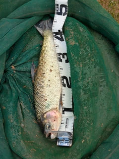 釣果