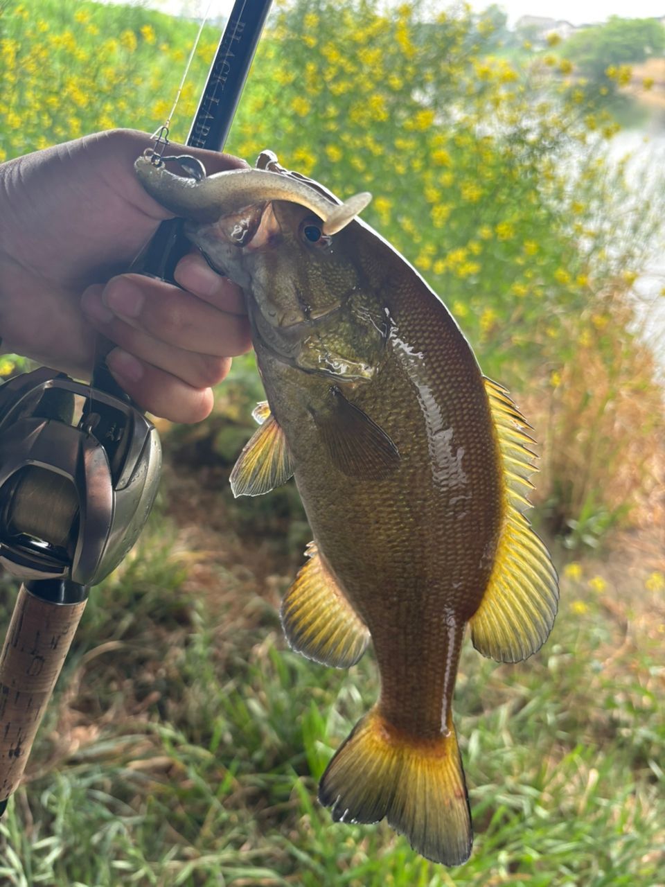 スモールマウスバス