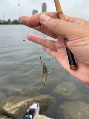テナガエビの釣果