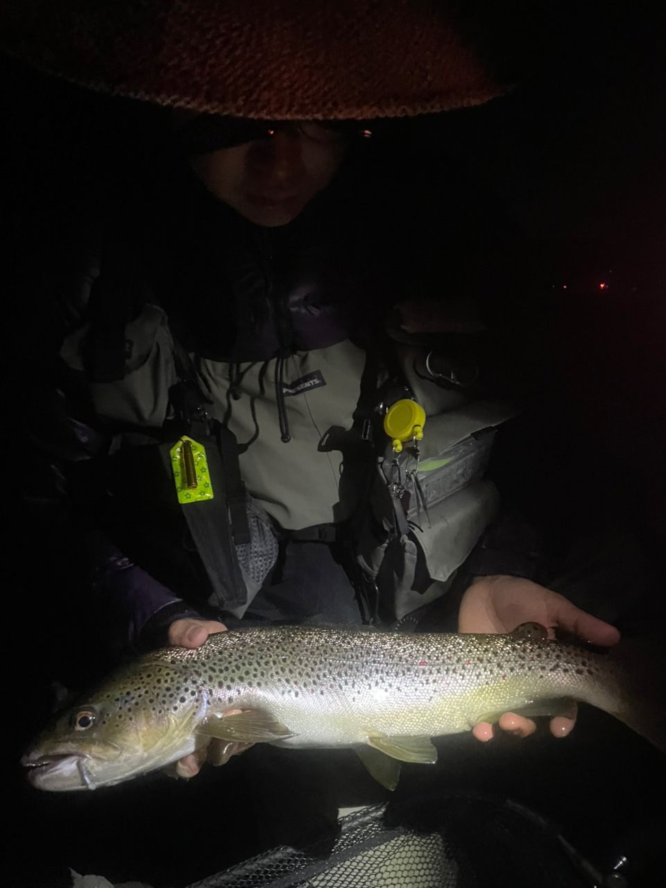 ブラウントラウト