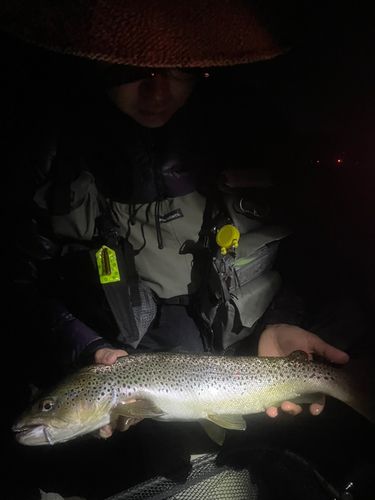ブラウントラウトの釣果