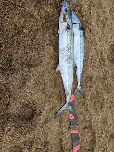 サゴシの釣果