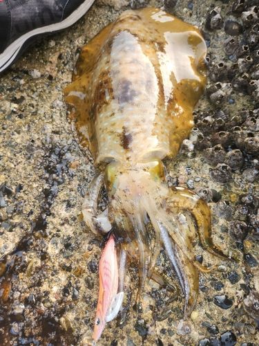 アオリイカの釣果