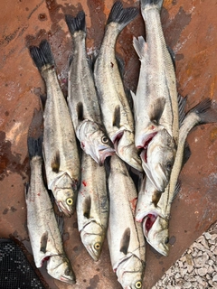 スズキの釣果